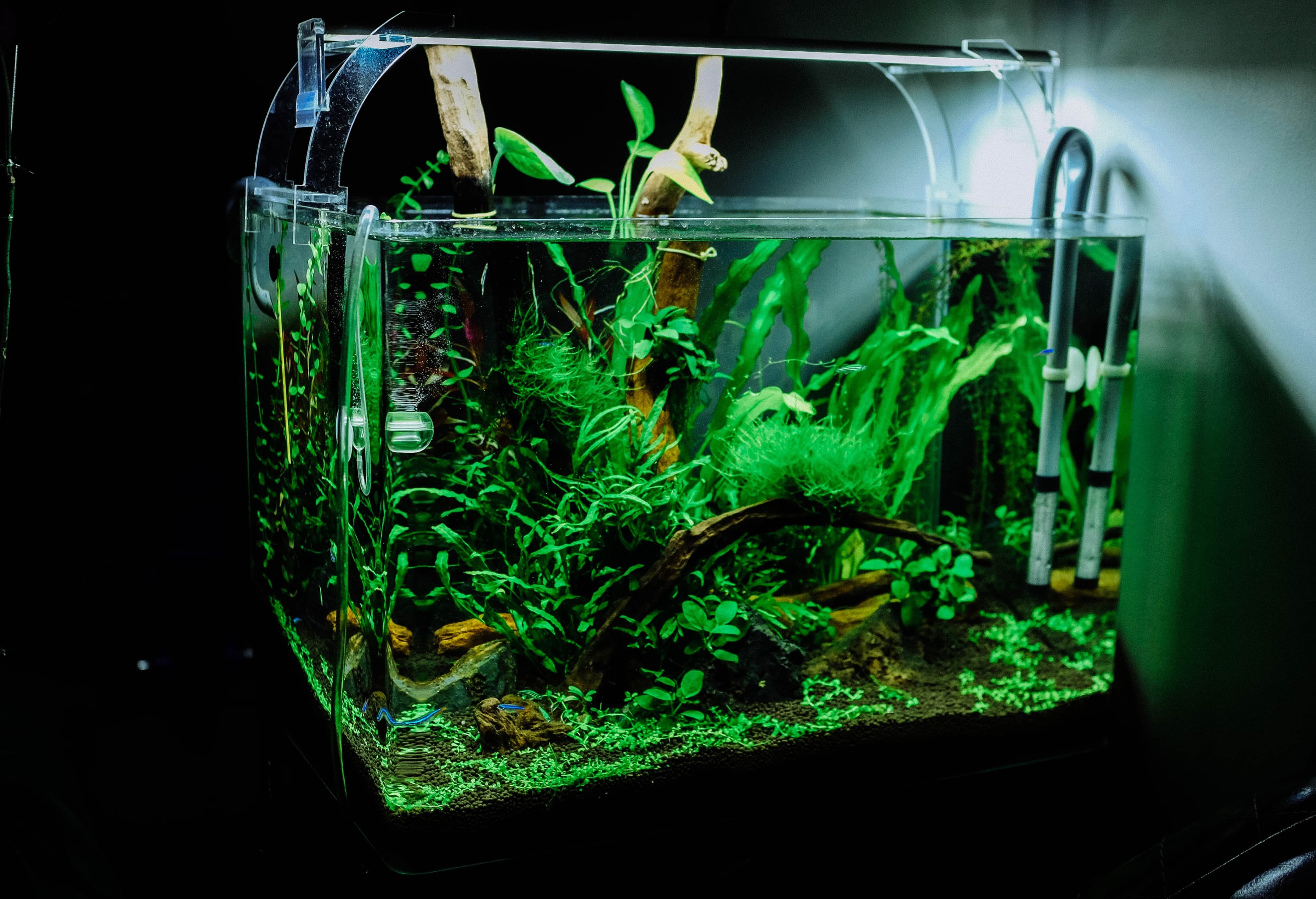 Small aquarium filled with flora